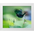 thumbnail image 1 of Liang, Ken 32x26 White Modern Wood Framed Museum Art Print Titled - Black Bird Flying Over Lotus Seed Pod, 1 of 4