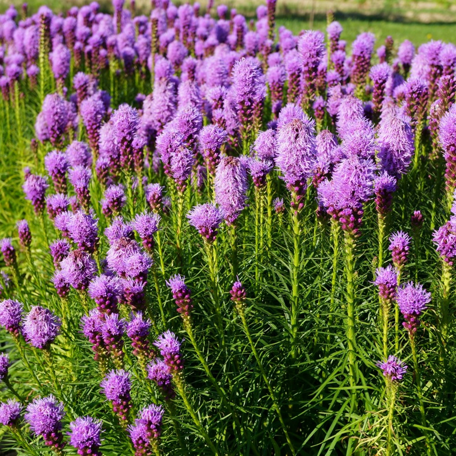 Liatris Spicata Bulbs, Cattails, Moisture-Tolerant,Perennials, Bonsai ...