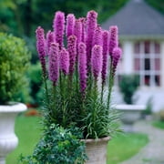 Eden Brothers Liatris spicata/Blazing Star - Blue