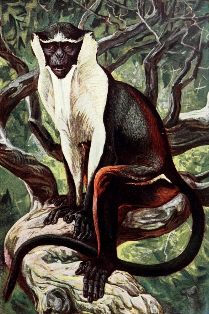 Liberia 1906 Bay-thighed Diana monkey Canvas Art - Sir Harry Johnston (18 x 24)