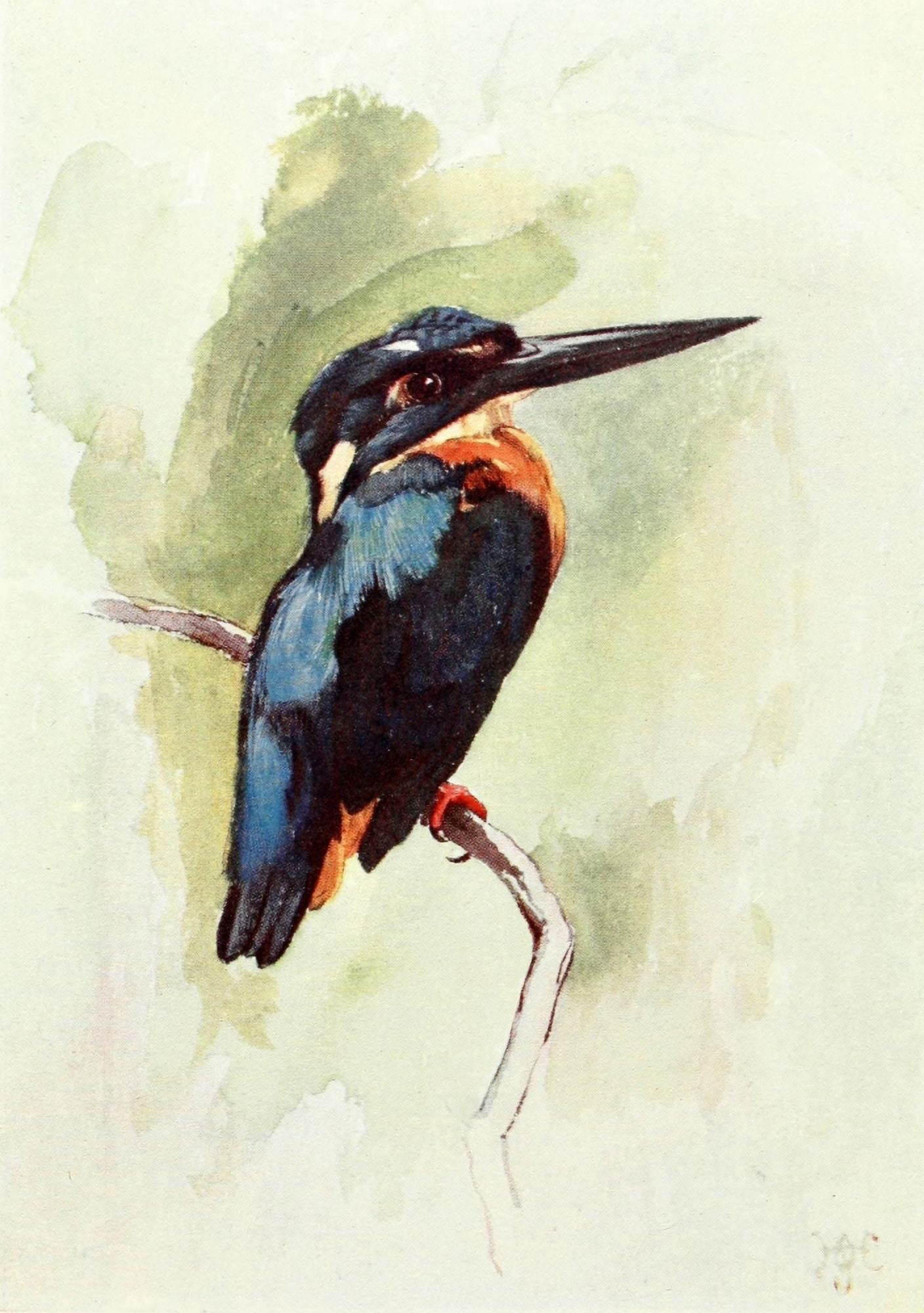 Liberia 1906 Black-beaked Kingfisher Canvas Art - Sir Harry Johnston (18 x 24)