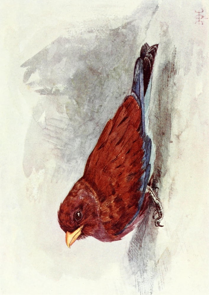 Liberia 1906 Broad-mouthed Roller Canvas Art - Sir Harry Johnston (18 x 24)