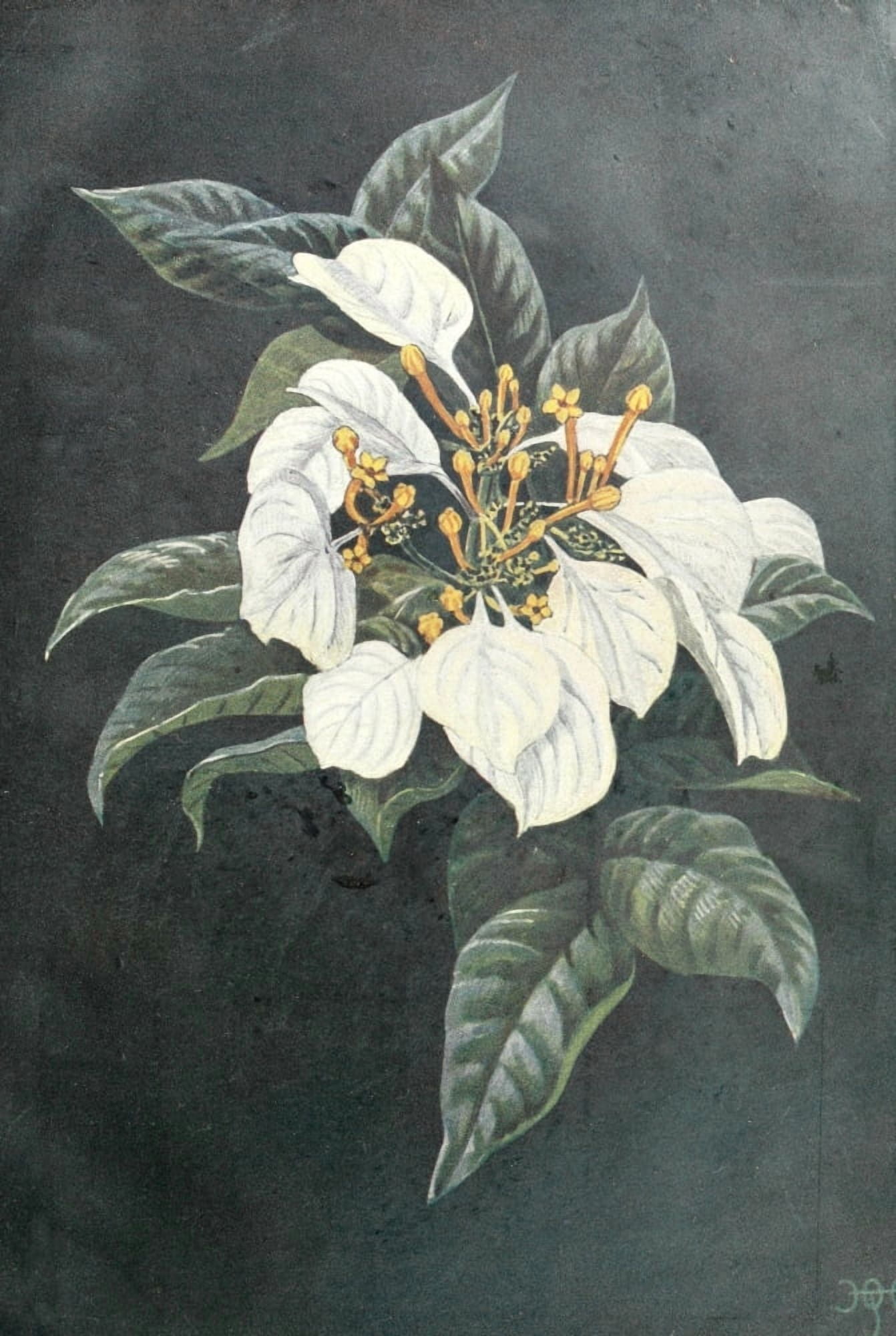 Liberia 1906 Frontispiece Canvas Art - Sir Harry Johnston (24 x 36)