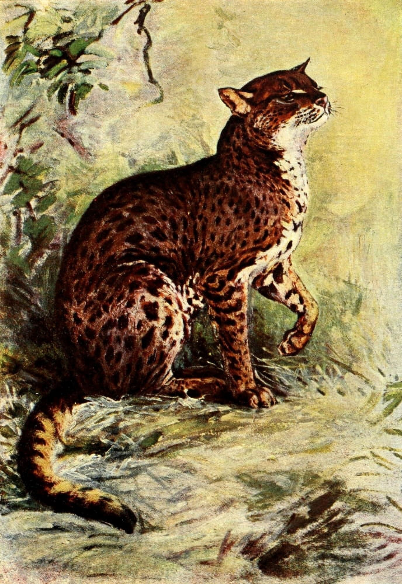 Liberia 1906 Golden cat Canvas Art - Sir Harry Johnston (18 x 24)