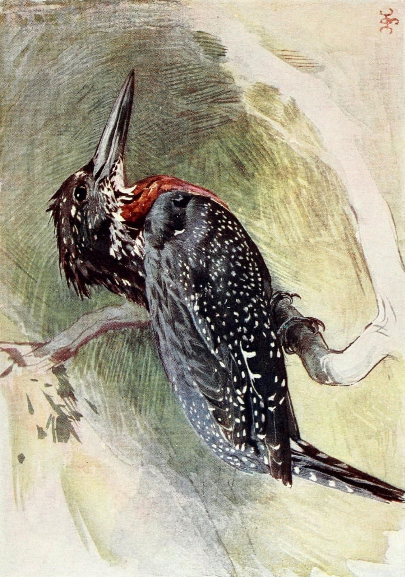 Liberia 1906 Great Kingfisher Canvas Art - Sir Harry Johnston (18 x 24)