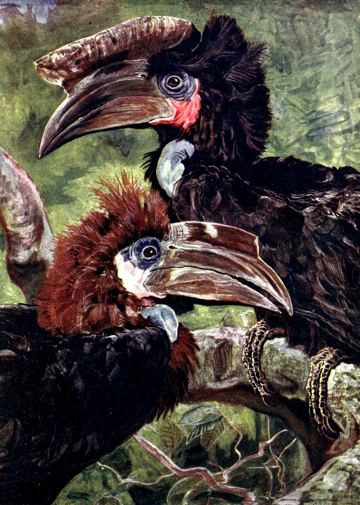 Liberia 1906 Male & female black Hornbill Canvas Art - Sir Harry Johnston (24 x 36)