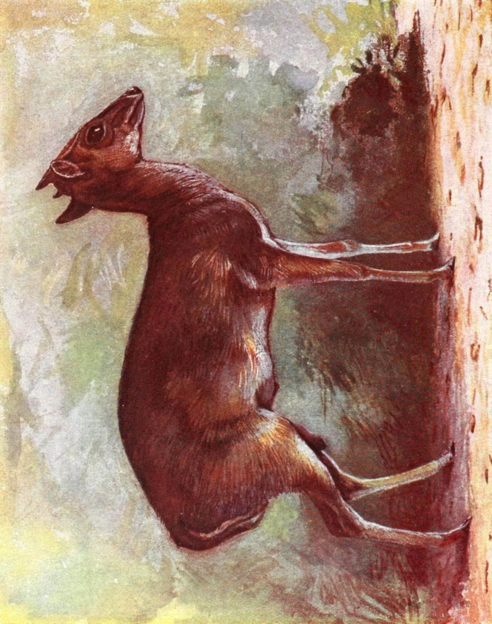 Liberia 1906 Maxwells Duiker Canvas Art - Sir Harry Johnston (18 x 24)