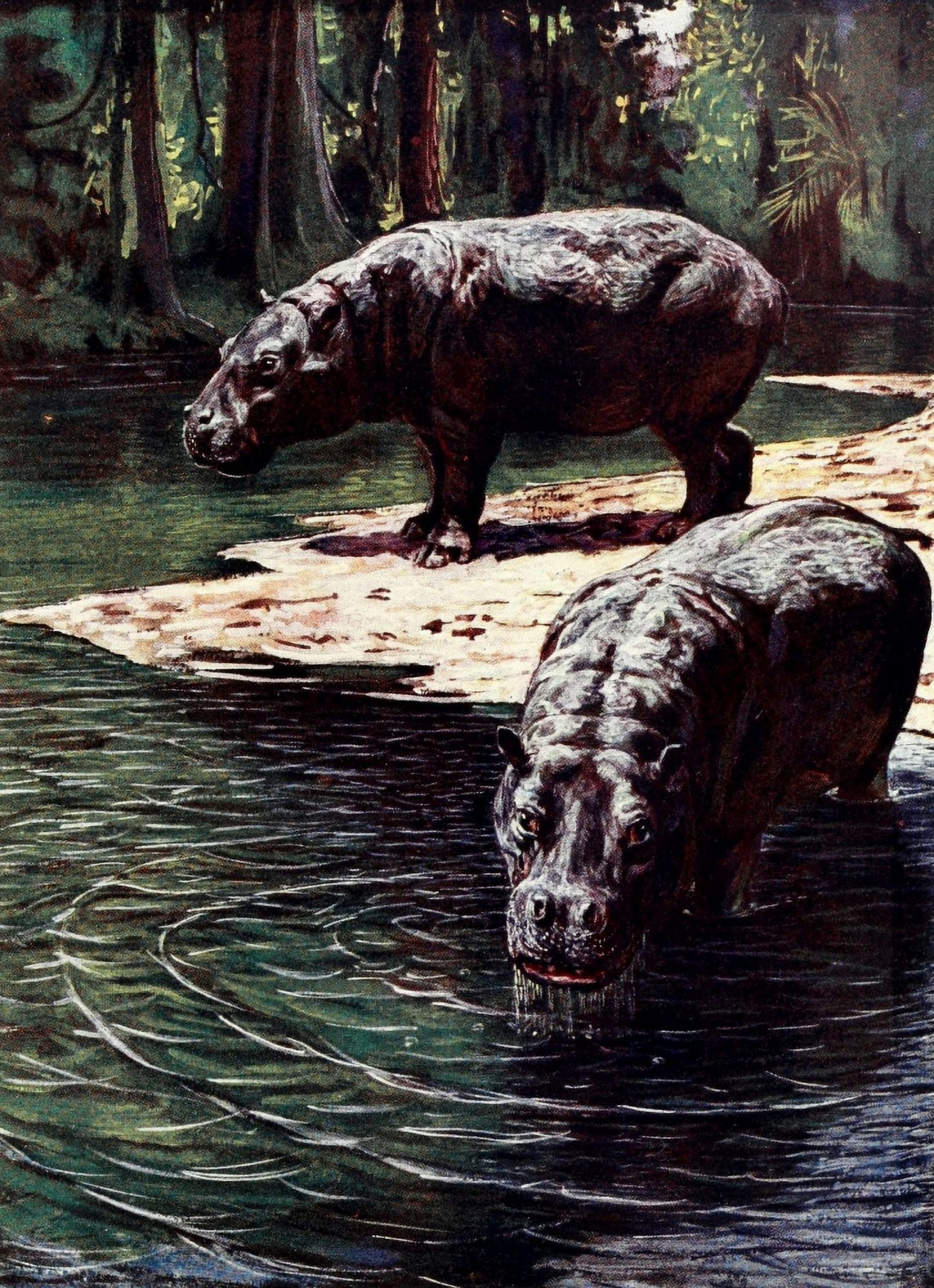 Liberia 1906 Pygmy hippopotamus Canvas Art - Sir Harry Johnston (24 x 36)