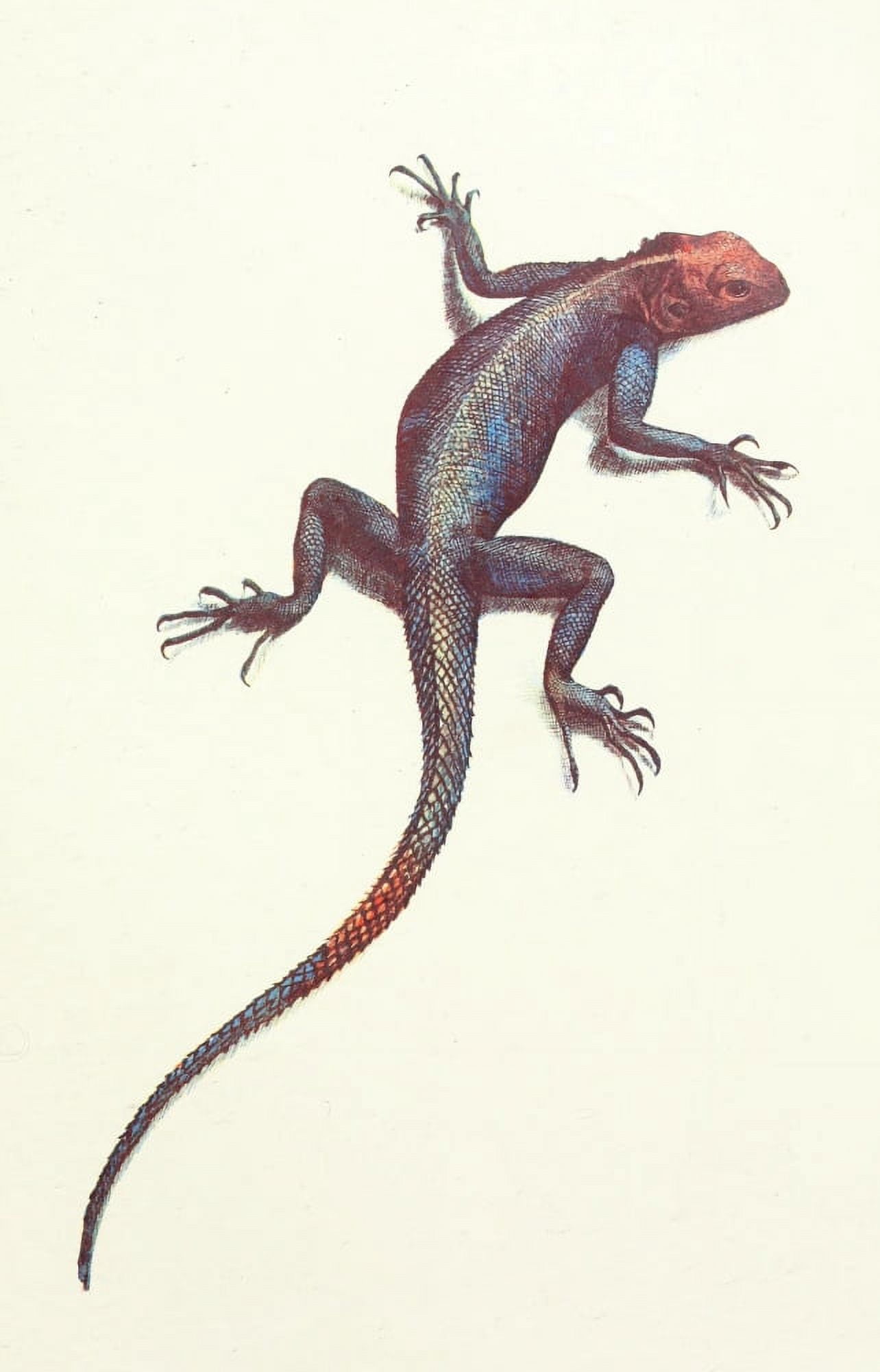 Liberia 1906 Red & Blue Lizard Canvas Art - Sir Harry Johnston (24 x 36)