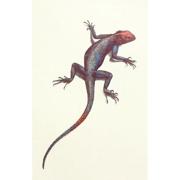 Liberia 1906 Red & Blue Lizard Canvas Art - Sir Harry Johnston (24 x 36)