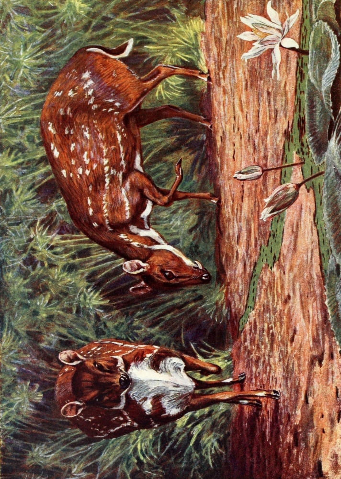 Liberia 1906 Water Chevrotain Canvas Art - Sir Harry Johnston (18 x 24)
