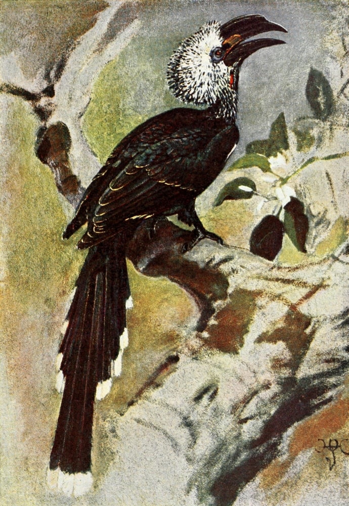 Liberia 1906 White-crested Hornbill Canvas Art - Sir Harry Johnston (18 x 24)