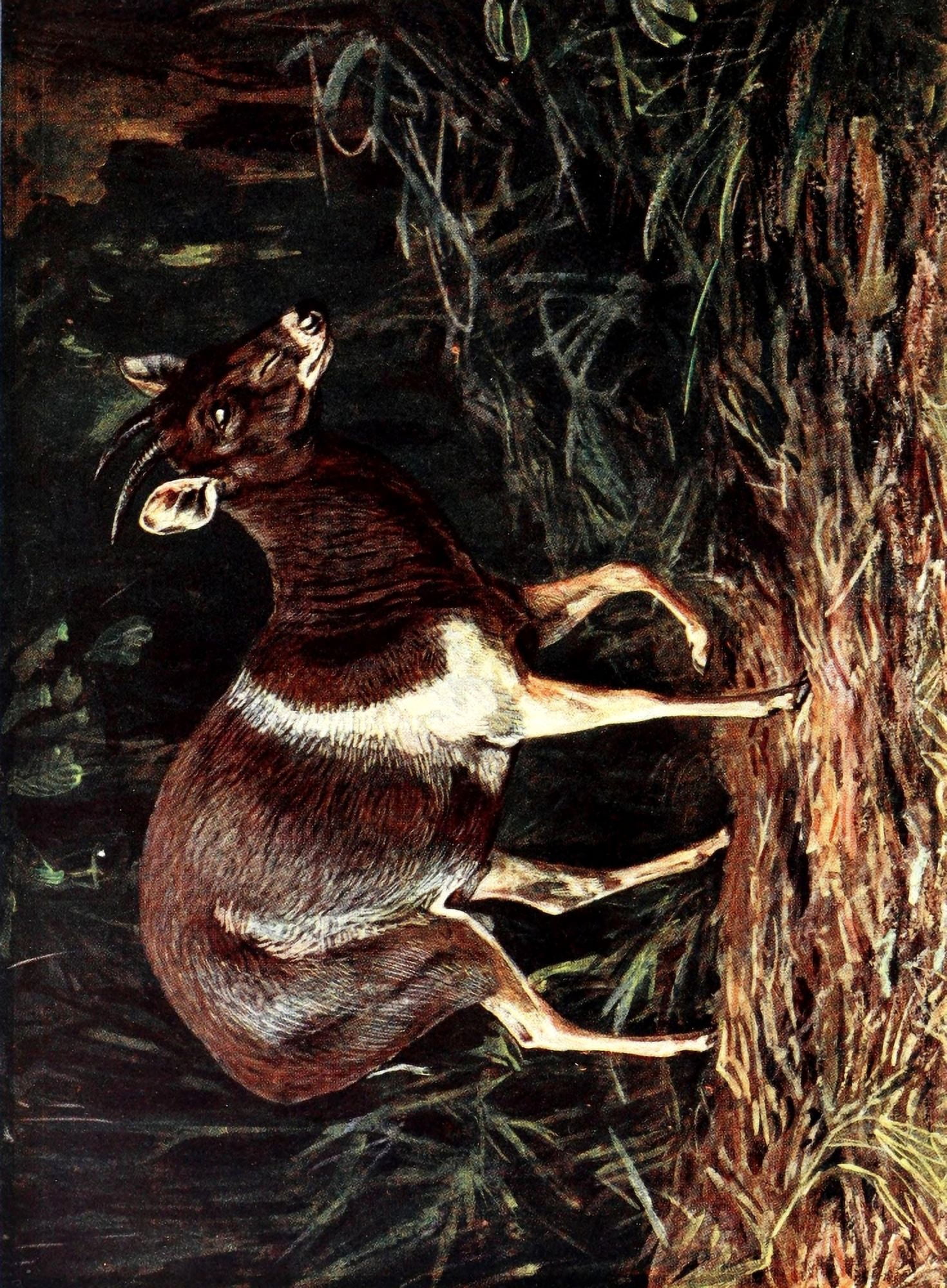 Liberia 1906 White-shouldered Duiker Canvas Art - Sir Harry Johnston (24 x 36)