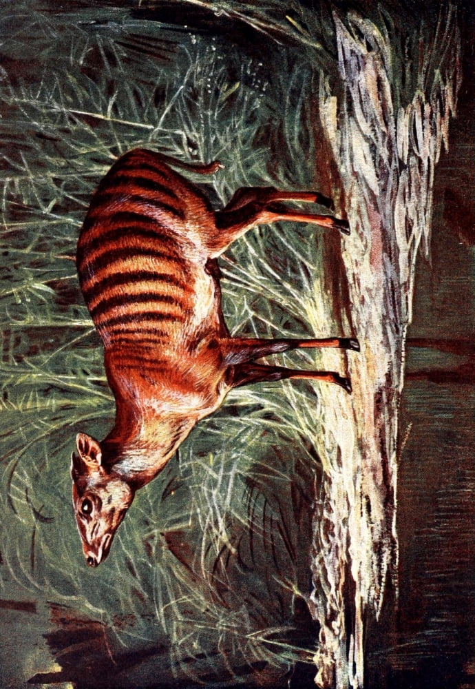 Liberia 1906 Zebra Antelope Canvas Art - Sir Harry Johnston (18 x 24)