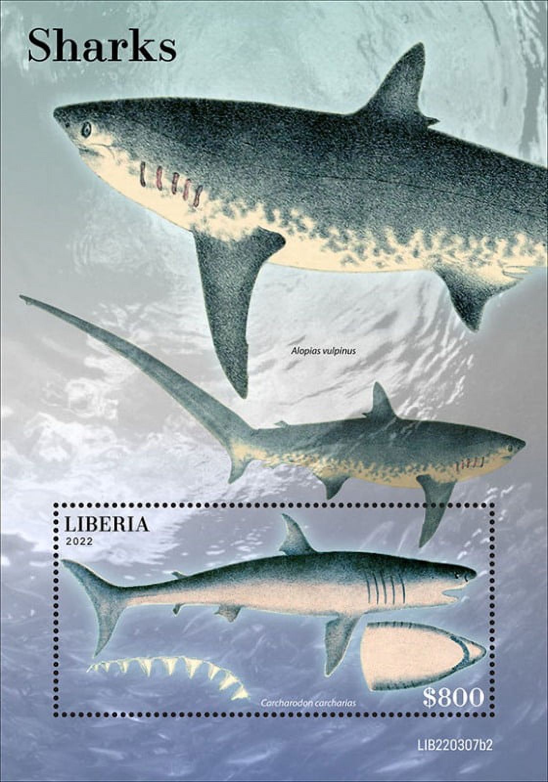 Liberia 2022 Shortnose Sawshark Sharks Stamp Souvenir Sheet