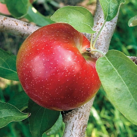 Direct Gardening Liberty Apple Dormant Bare Root Standard Starter Fruit Bearing Tree