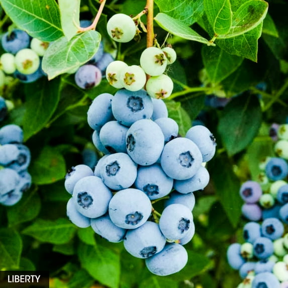 Liberty Blueberry Bush Fruiting Plant grown in a 2.25 Gallon Pot (1-Pack)