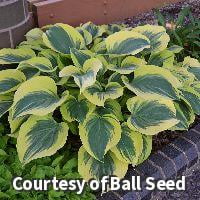 Liberty Hosta - 1 Gallon Perennial