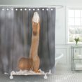 thumbnail image 1 of Libin Bright Red Squirrel Standing in Snow Snowball Back Shower Curtain 66x72 inch, 1 of 3