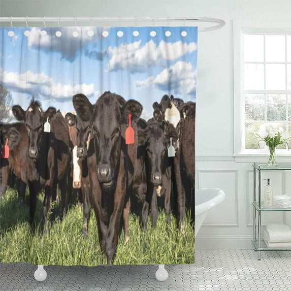 Libin Cattle Black Commercial Angus Crossbred Heifers in Lush Green Shower Curtain 60x72 inch