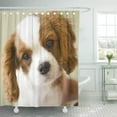 thumbnail image 1 of Libin Dogs Portrait of King Charles Spaniel Photography Nature Shower Curtain 66x72 inch, 1 of 3