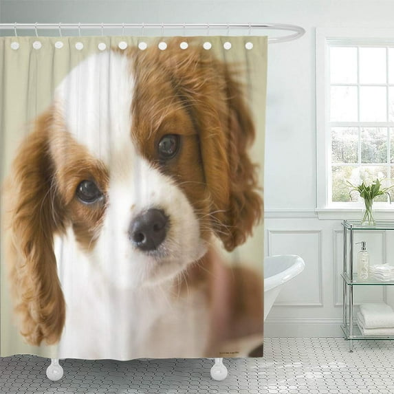 Libin Dogs Portrait of King Charles Spaniel Photography Nature Shower Curtain 66x72 inch