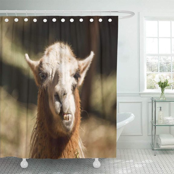 Libin Farm Brown Lama Glama in Park Cute Llamas Shower Curtain 60x72 inch