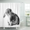 thumbnail image 1 of Libin Rabbit Black and Bunny Easter Pet Woodland Furry Shower Curtain 60x72 inch, 1 of 3