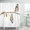 thumbnail image 1 of Libin Transformation of Common Tiger Butterfly Emerging from Cocoon Shower Curtain 66x72 inch, 1 of 3