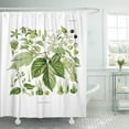thumbnail image 1 of Libin Vintage Humulus Lupulus Hop Botanical Painting Flower Floral Botany Shower Curtain 66x72 inch, 1 of 3