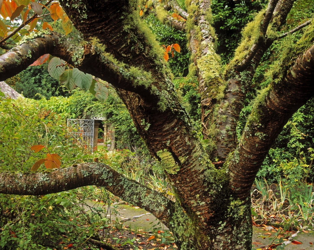 Lichen Covered Apple Tree Walled Garden Ilnacullin Co Cork Ireland Canvas Art - The Irish Image Collection Design Pics (16 x 12)
