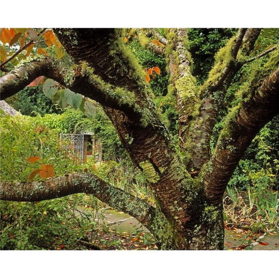 Lichen Covered Apple Tree Walled Garden Ilnacullin Co Cork Ireland Poster Print by The Irish Image Collection - 32 x 24 - Large