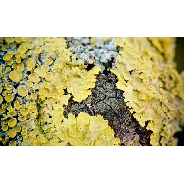 Lichen Macro Wall Lichen Close Crust Lichen Yellow Laminated Poster