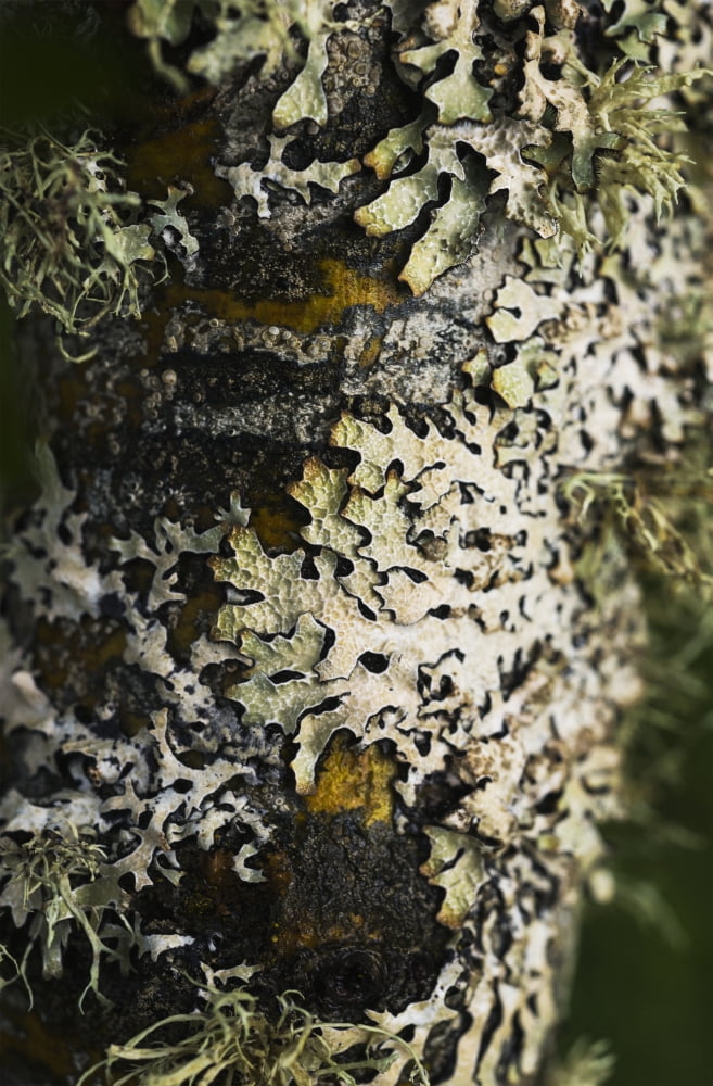 Lichen grows on trees Astoria Oregon United States of America Canvas Art - Robert L Potts Design Pics (12 x 19)
