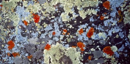 Lichens on Rock CO USA Canvas Art - Panoramic Images (24 x 12)