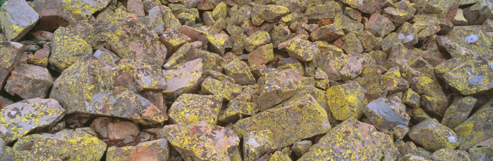 Lichens on rocks at Yankee Boy Basin Colorado Canvas Art - Panoramic Images (27 x 9)