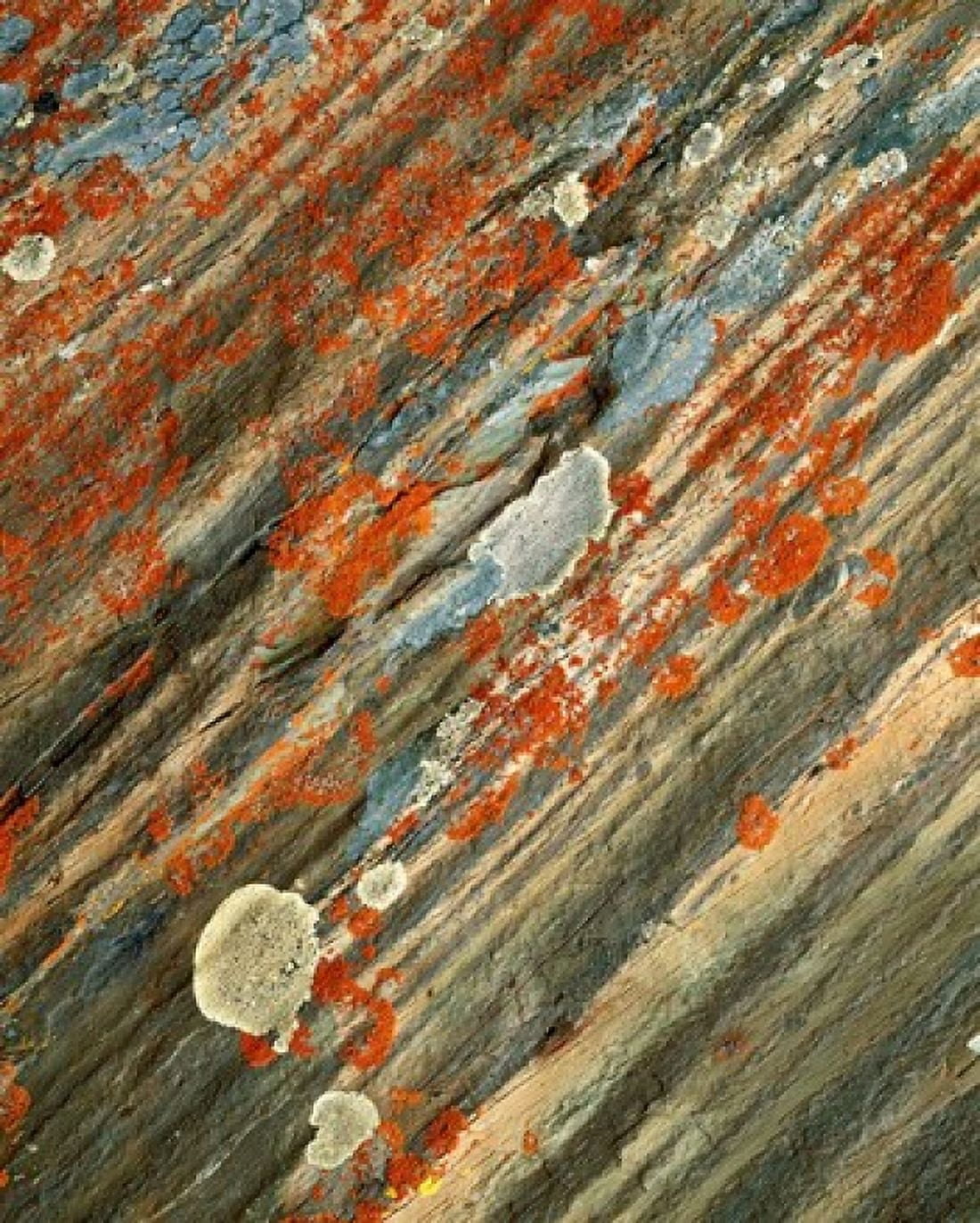 Lichens on stone Banff NP Alberta Canada Canvas Art - Charles Gurche DanitaDelimont (30 x 37)