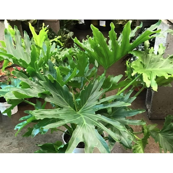 Lickety Split Philodendron-Indoor Air Purifying Plant  6" Pot