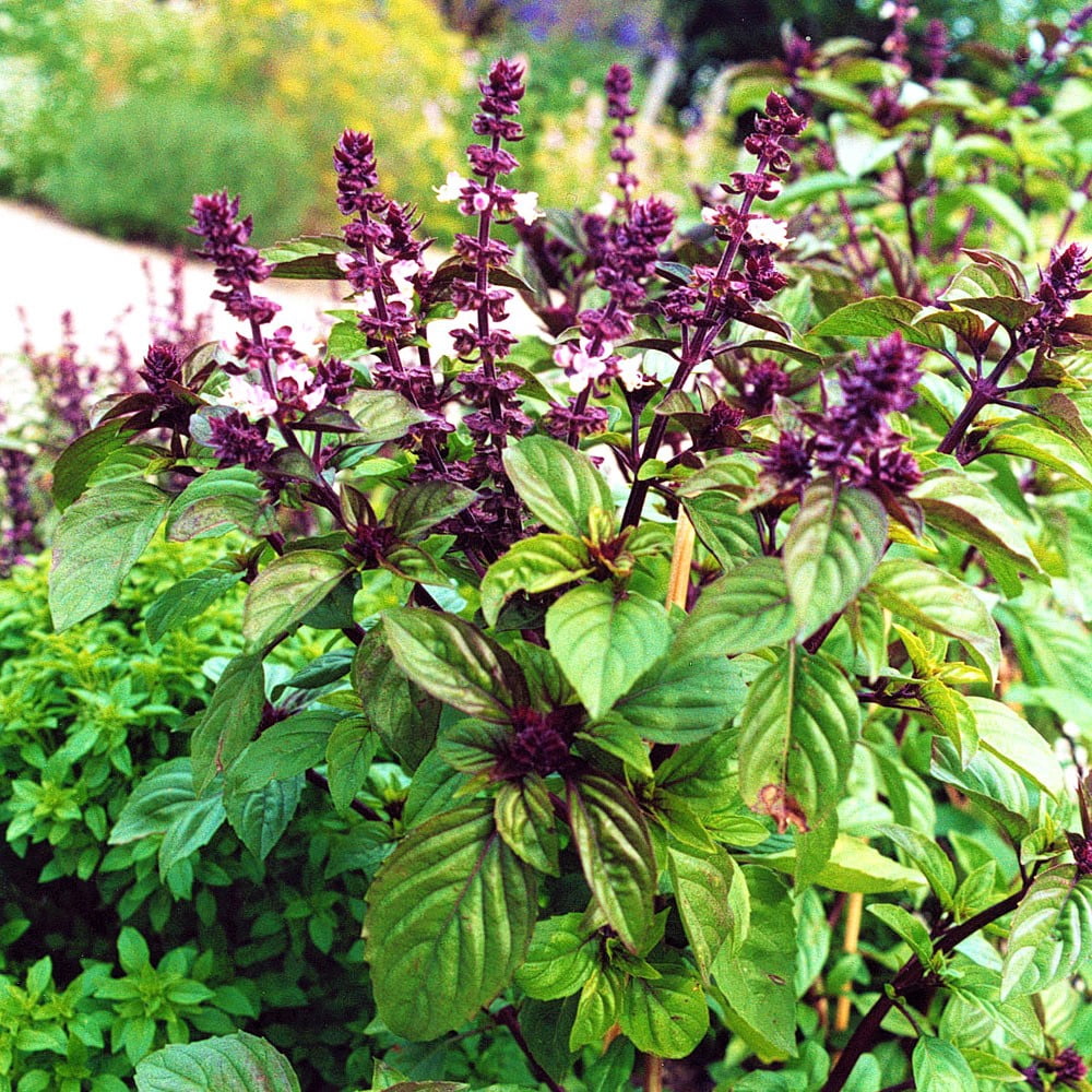 Licorice Basil Herb Seeds - 500 Count Seed Pack - A Strong, flavorful ...