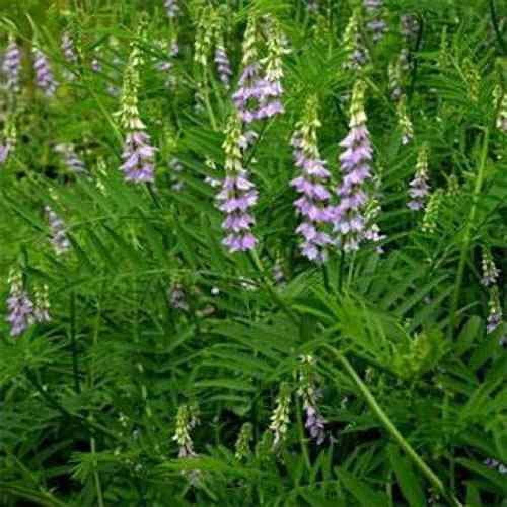 Licorice Seeds Spanish Liquorice Herb Seeds 200 Seeds