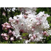 Krasavitsa Moskvy Lilac - Syringa - Beauty of Moscow - 4" Pot