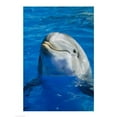 thumbnail image 1 of Liebermans SAL181X2534B Dolphin 18.00 x 24.00 Poster Print, 1 of 1