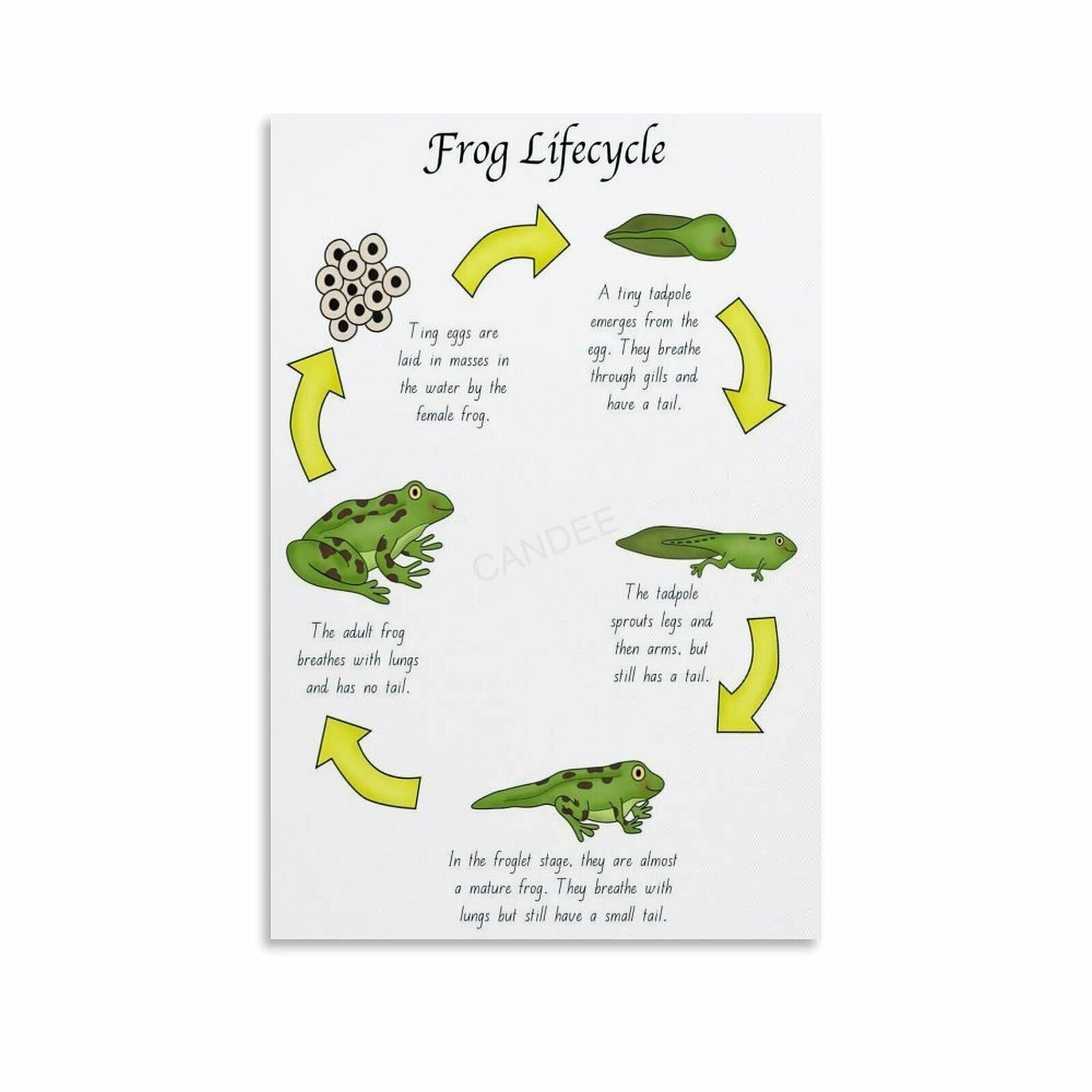 Life Cycle Of A Frog Poster Biology Knowledge Education (1) Canvas ...