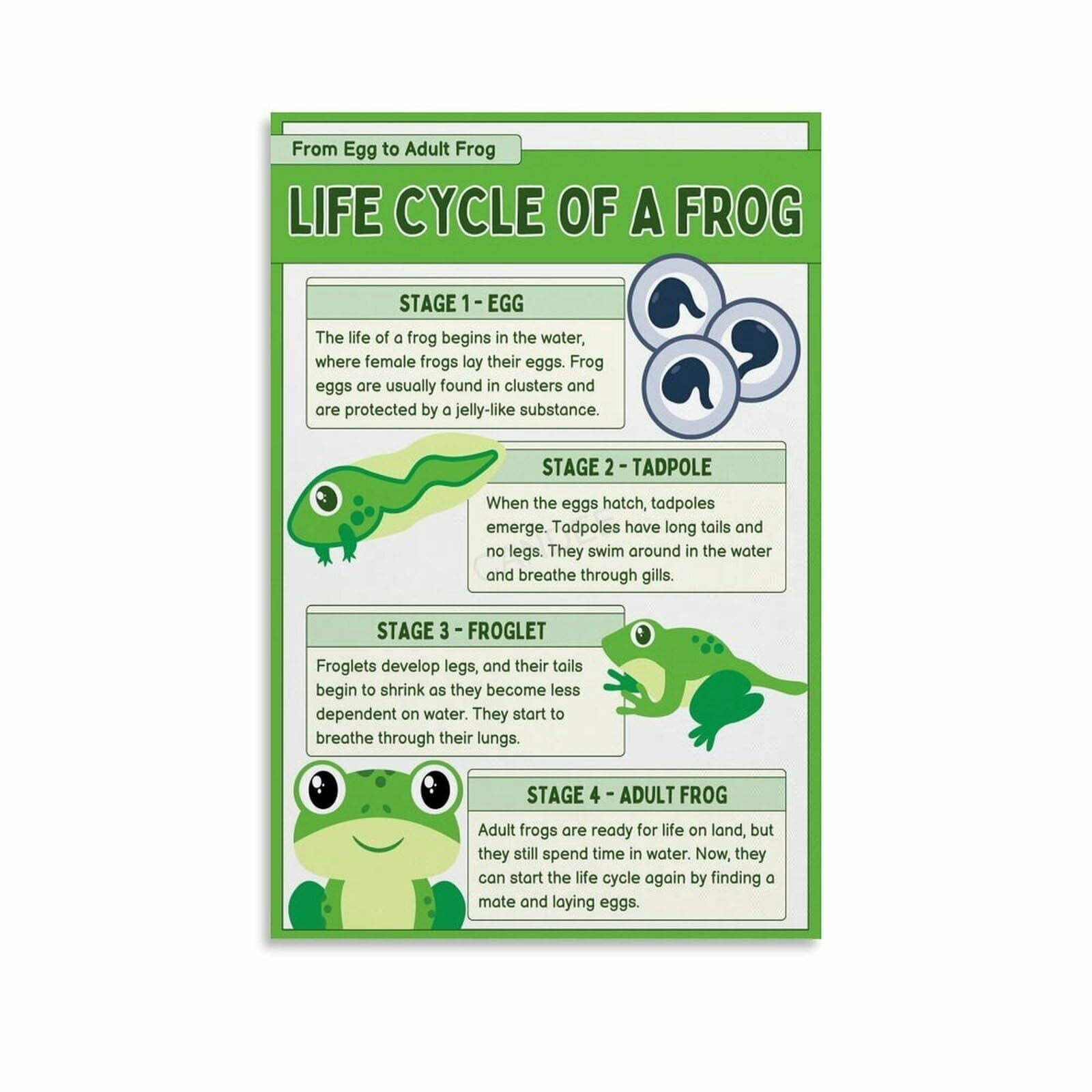 Life Cycle Of A Frog Poster Biology Knowledge Education (2) Canvas ...