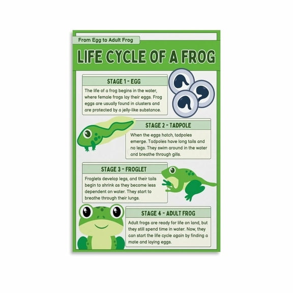 Life Cycle Of A Frog Poster Biology Knowledge Education (2) Canvas Painting Wall Art Poster for Bedroom Living Room Decor