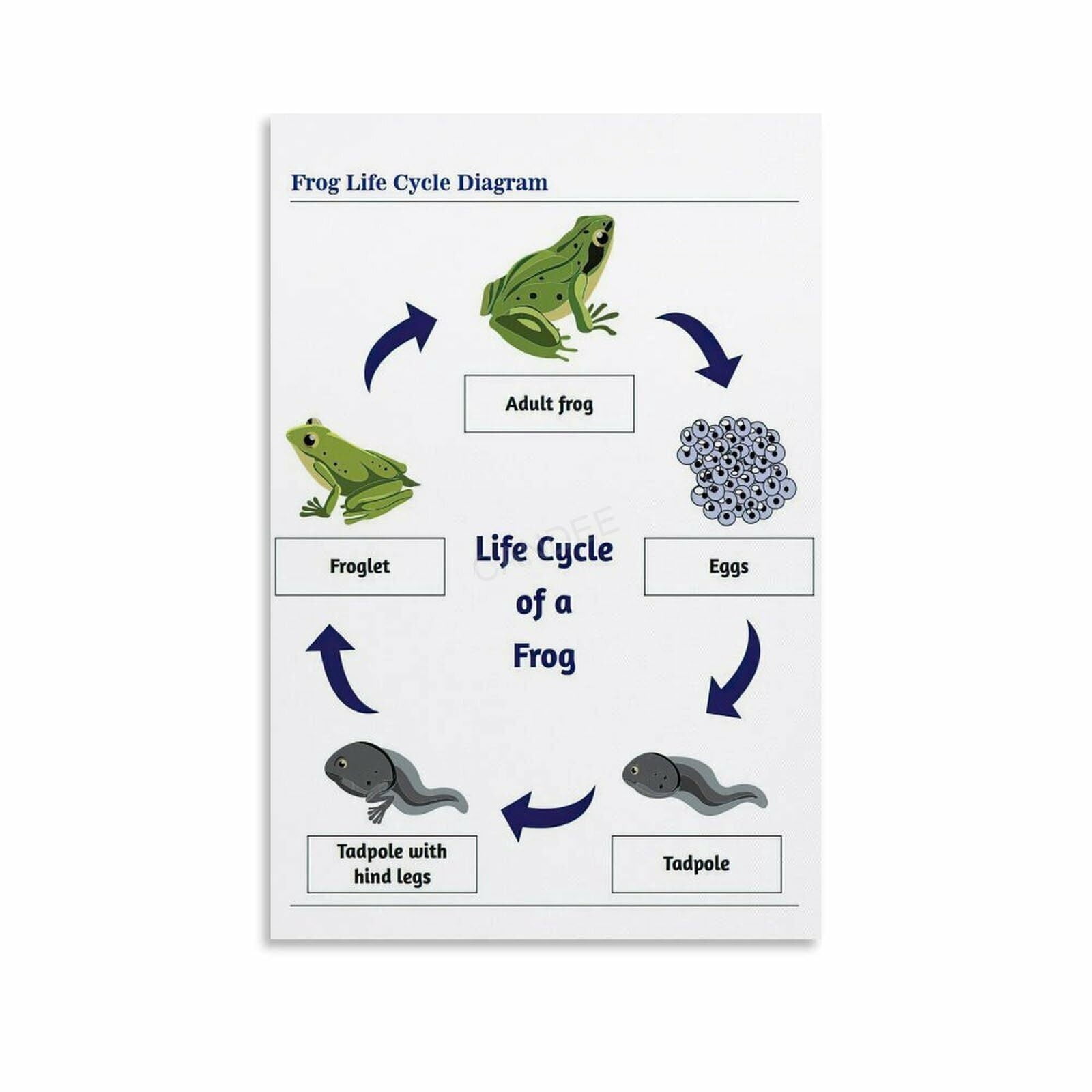 Life Cycle Of A Frog Poster Biology Knowledge Education (3) Canvas ...