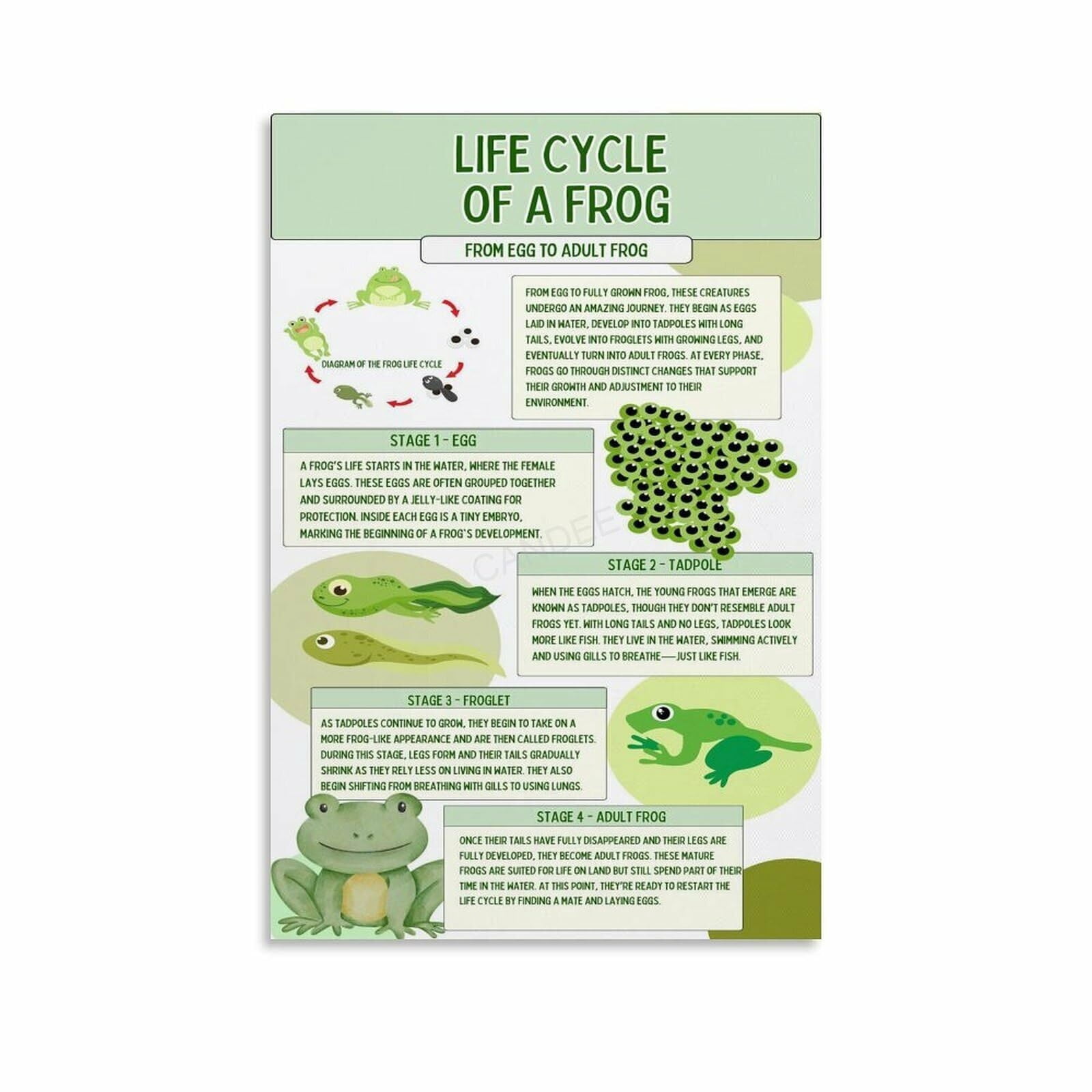 Life Cycle Of A Frog Poster Biology Knowledge Education (4) Canvas ...