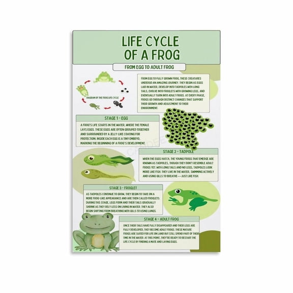 Life Cycle Of A Frog Poster Biology Knowledge Education (4) Canvas Painting Wall Art Poster for Bedroom Living Room Decor