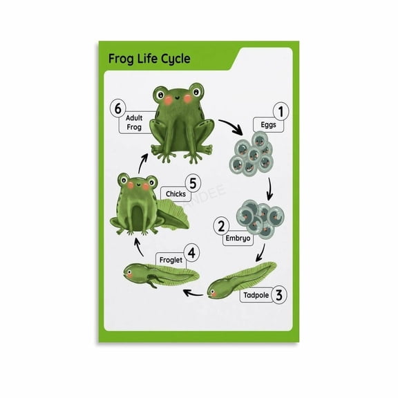 Life Cycle Of A Frog Poster Biology Knowledge Education (5) Canvas Painting Posters And Prints Wall Art for Living Room Bedroom Decor