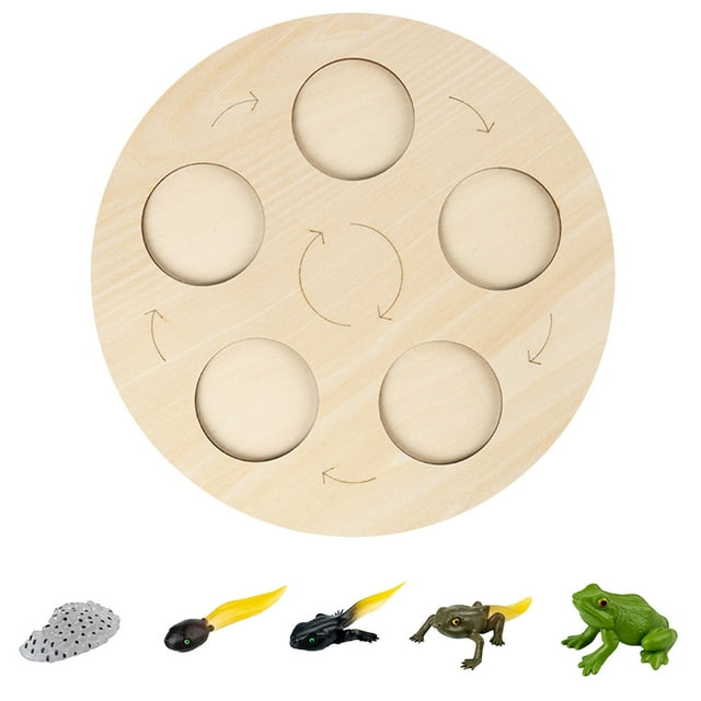 Life Cycle Of A Growth Stage Model Educational Growth Cycle Toy For